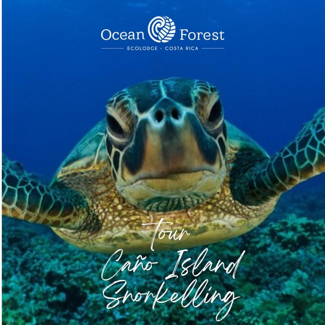 Ocean Forest Ecolodge San Pedrillo Bagian luar foto