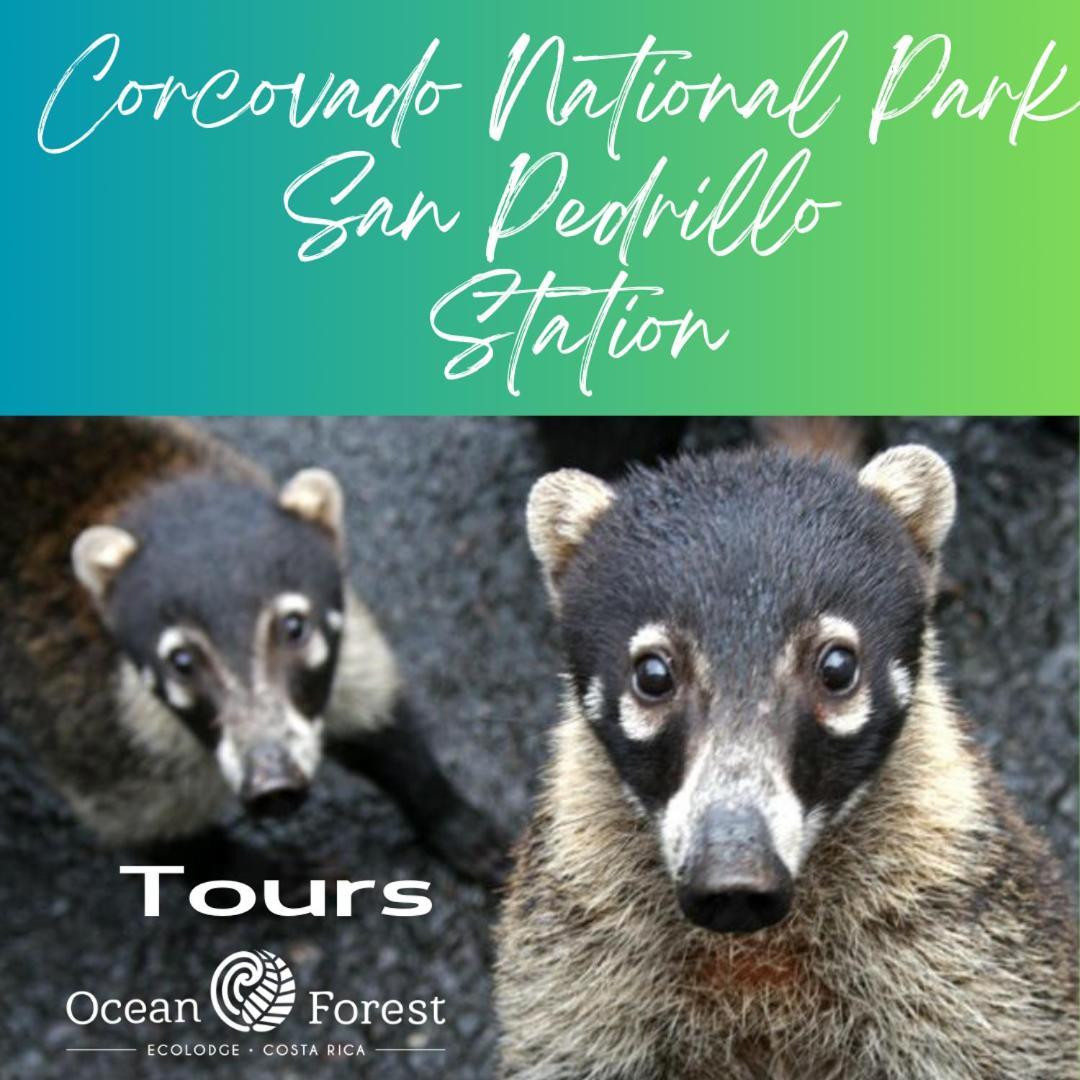 Ocean Forest Ecolodge San Pedrillo Bagian luar foto